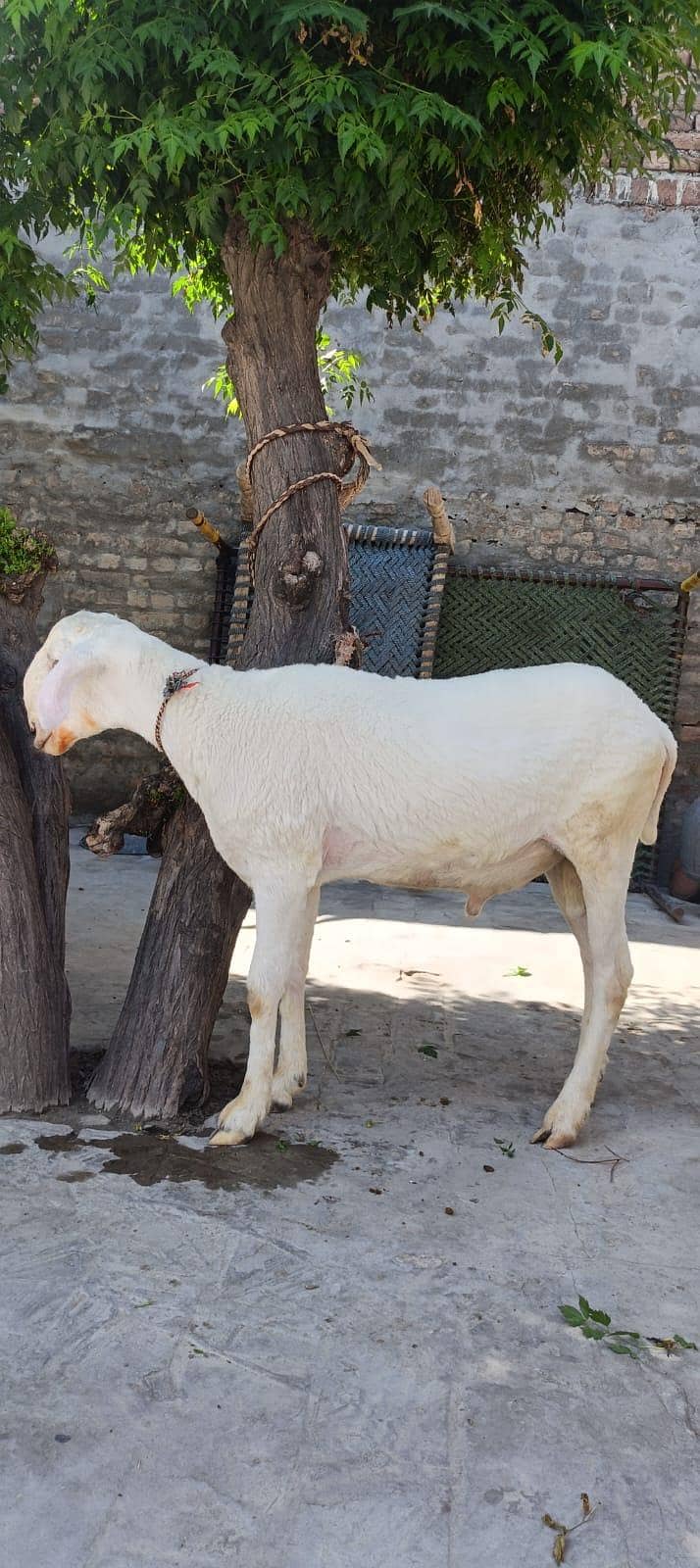 sheep 0