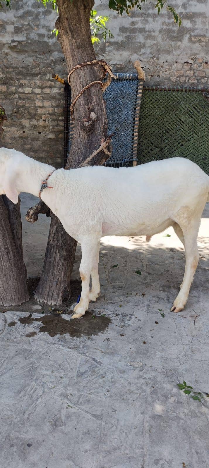 sheep 1