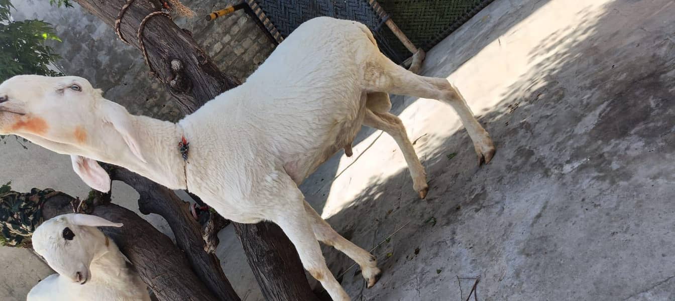 sheep 2