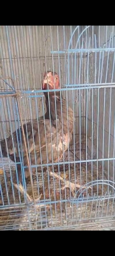 Gray aseel female