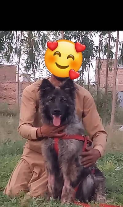 Belgian shepherd for sale / dog for sale / triple code shepherd