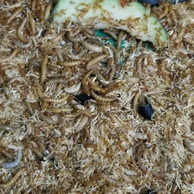 Mealworm  hole  setup sale