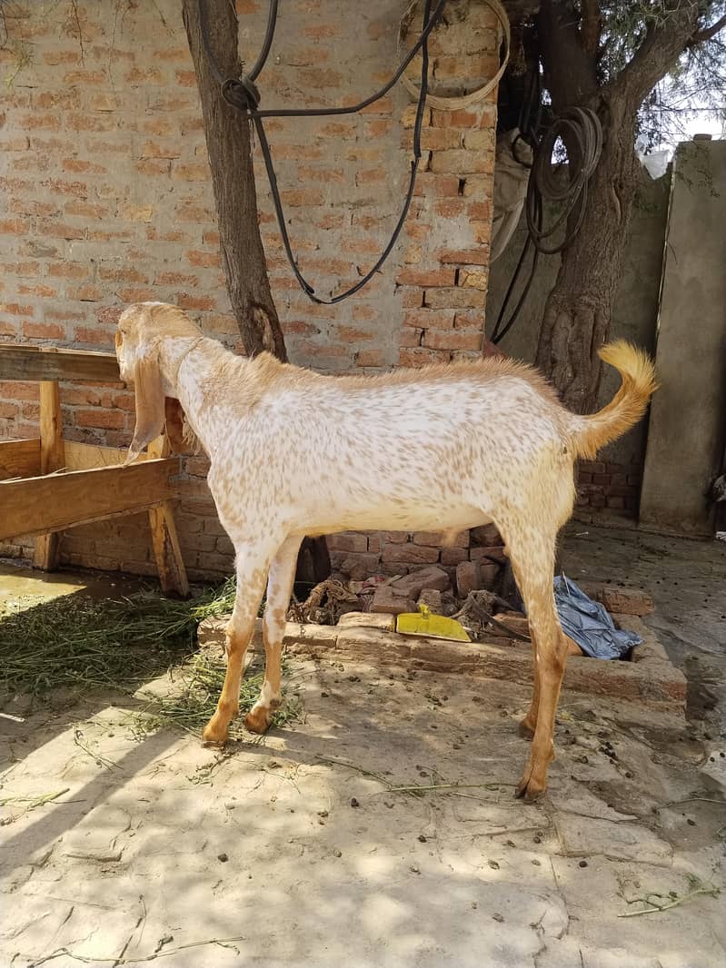مکھی چینے بکرے 0