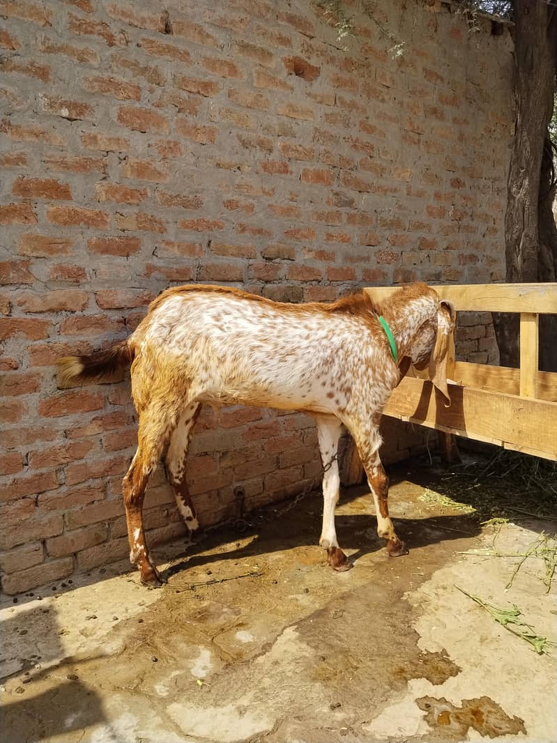 مکھی چینے بکرے 1