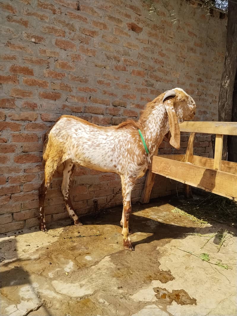 مکھی چینے بکرے 2