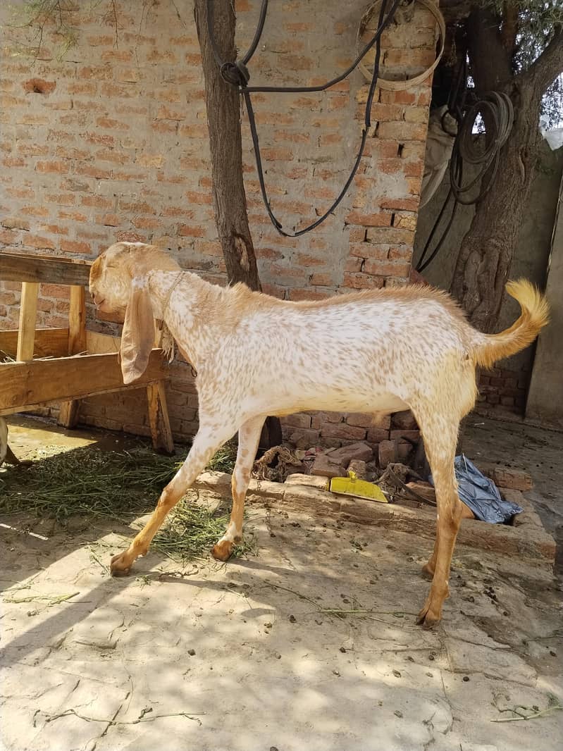 مکھی چینے بکرے 3