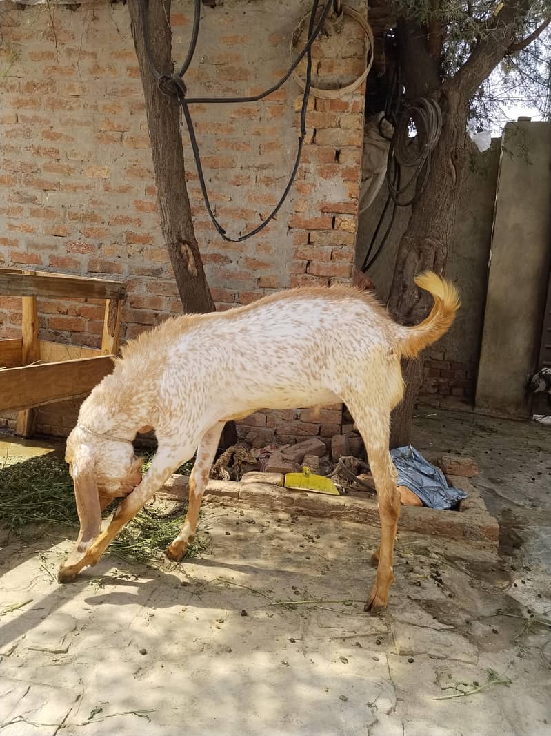 مکھی چینے بکرے 4