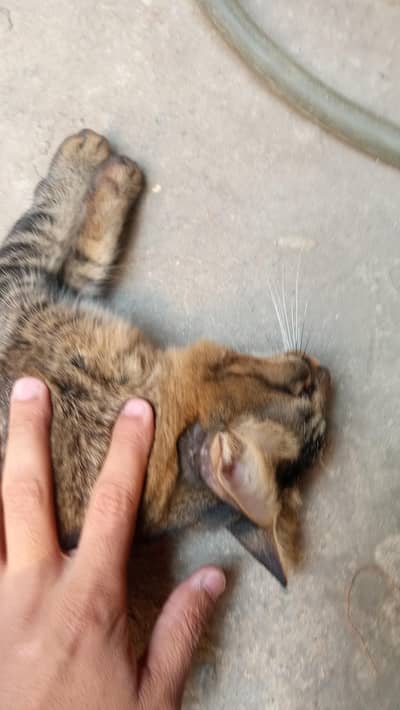 Persian Cat (Mano)