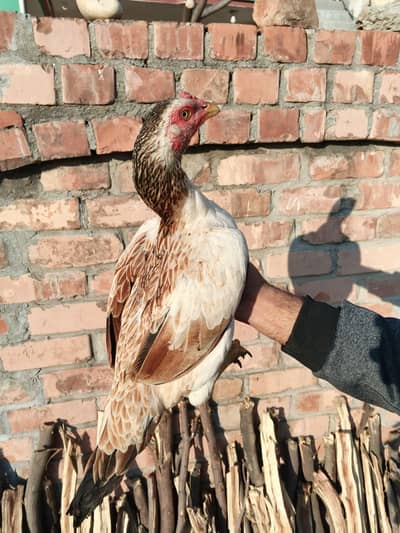 miawali Aseel murgia jis Bhai KO chiya rabta kry home breed ki hn