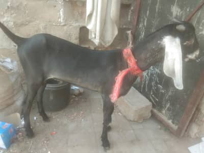 jakhrana male breed