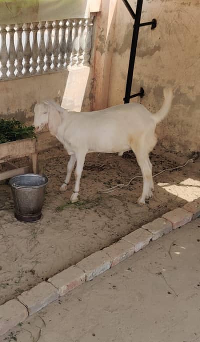 qurbani ka Bakra