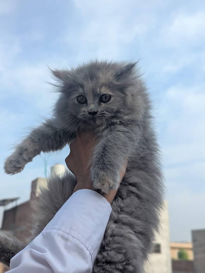 kittens plus cats 1