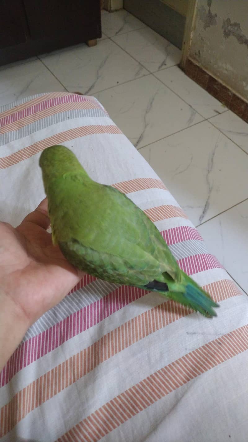 full covered ringneck chick 0