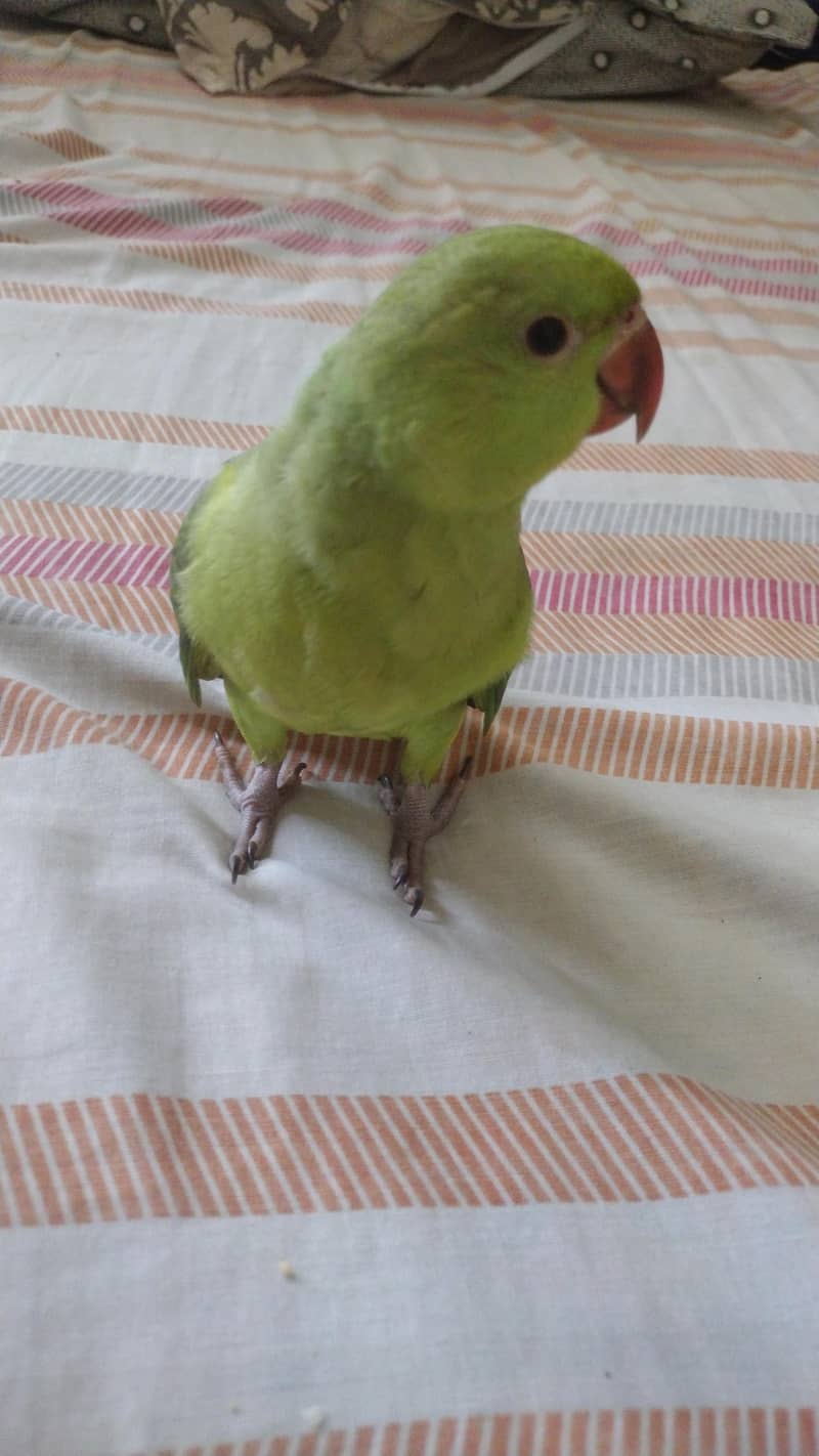 full covered ringneck chick 1