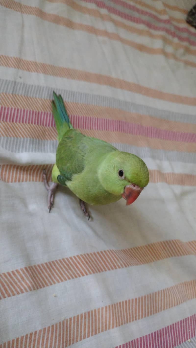 full covered ringneck chick 2