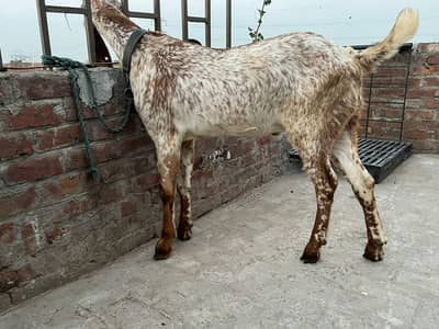 Makhi china bukra