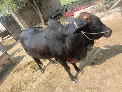 qurbani janwar | wachaa donda for sale