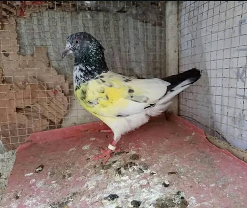 pigeon pair 2