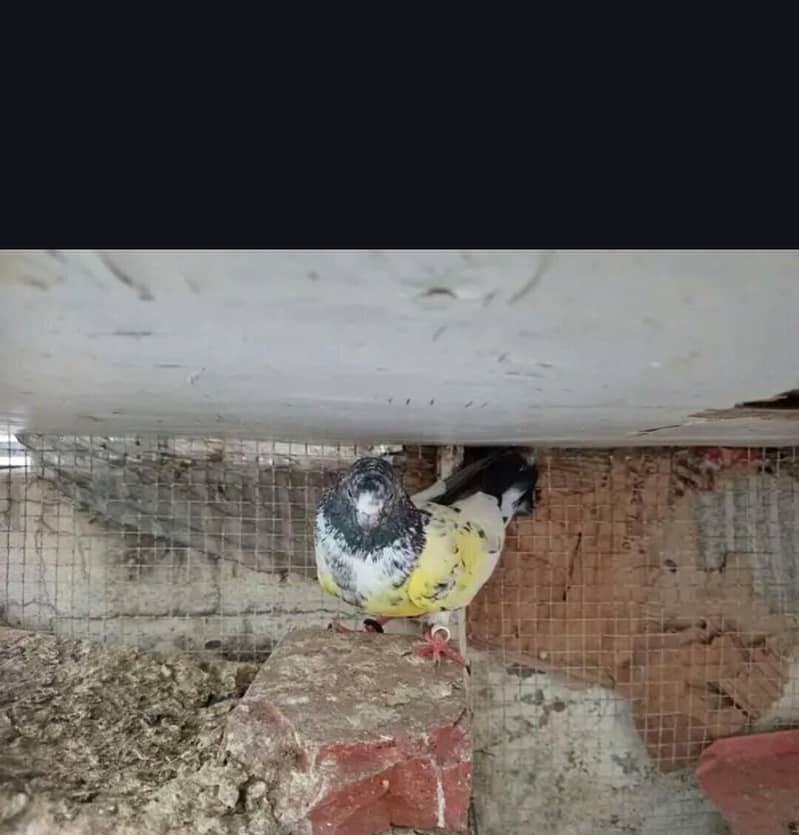 pigeon pair 4