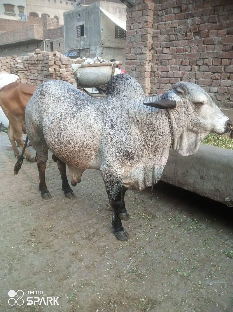 بڑی عید کا بڑا تحفہ 0