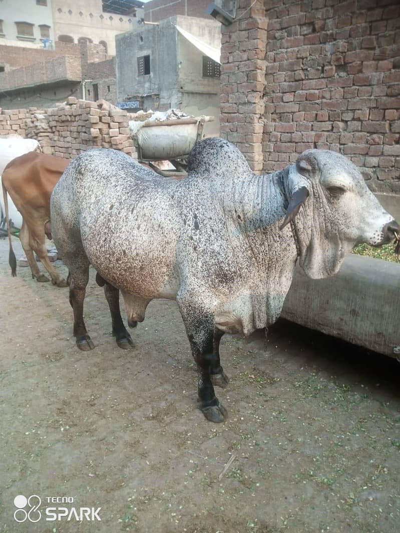 بڑی عید کا بڑا تحفہ 1