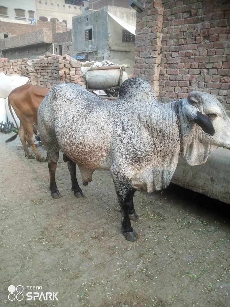 بڑی عید کا بڑا تحفہ 2