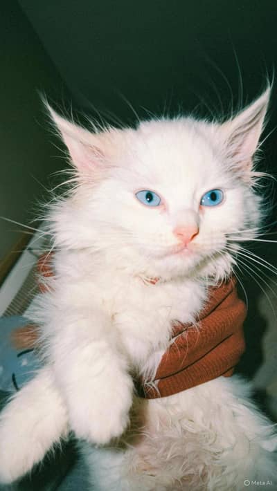 Blue Persian Cat 2 months No return no exchange