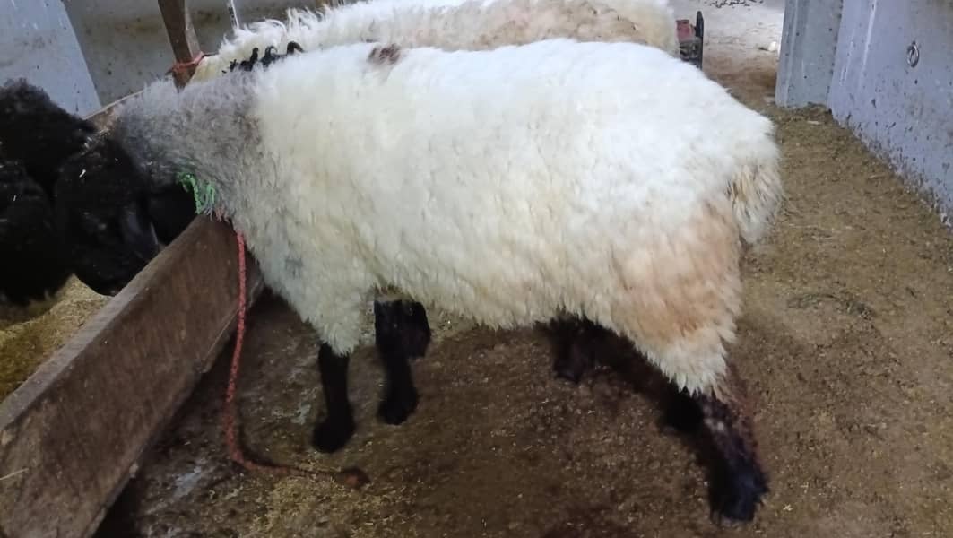 bakra 1