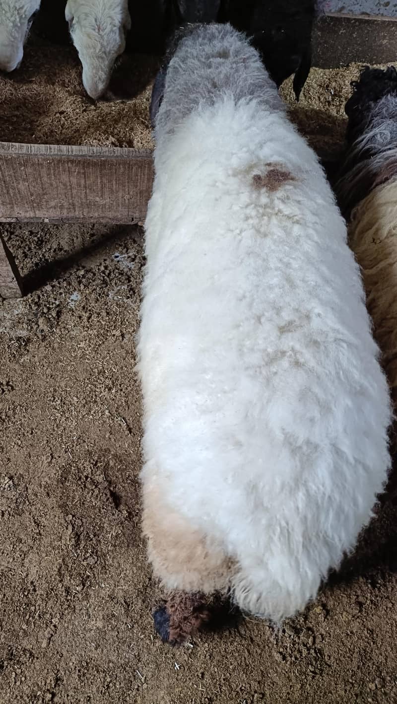 bakra 3