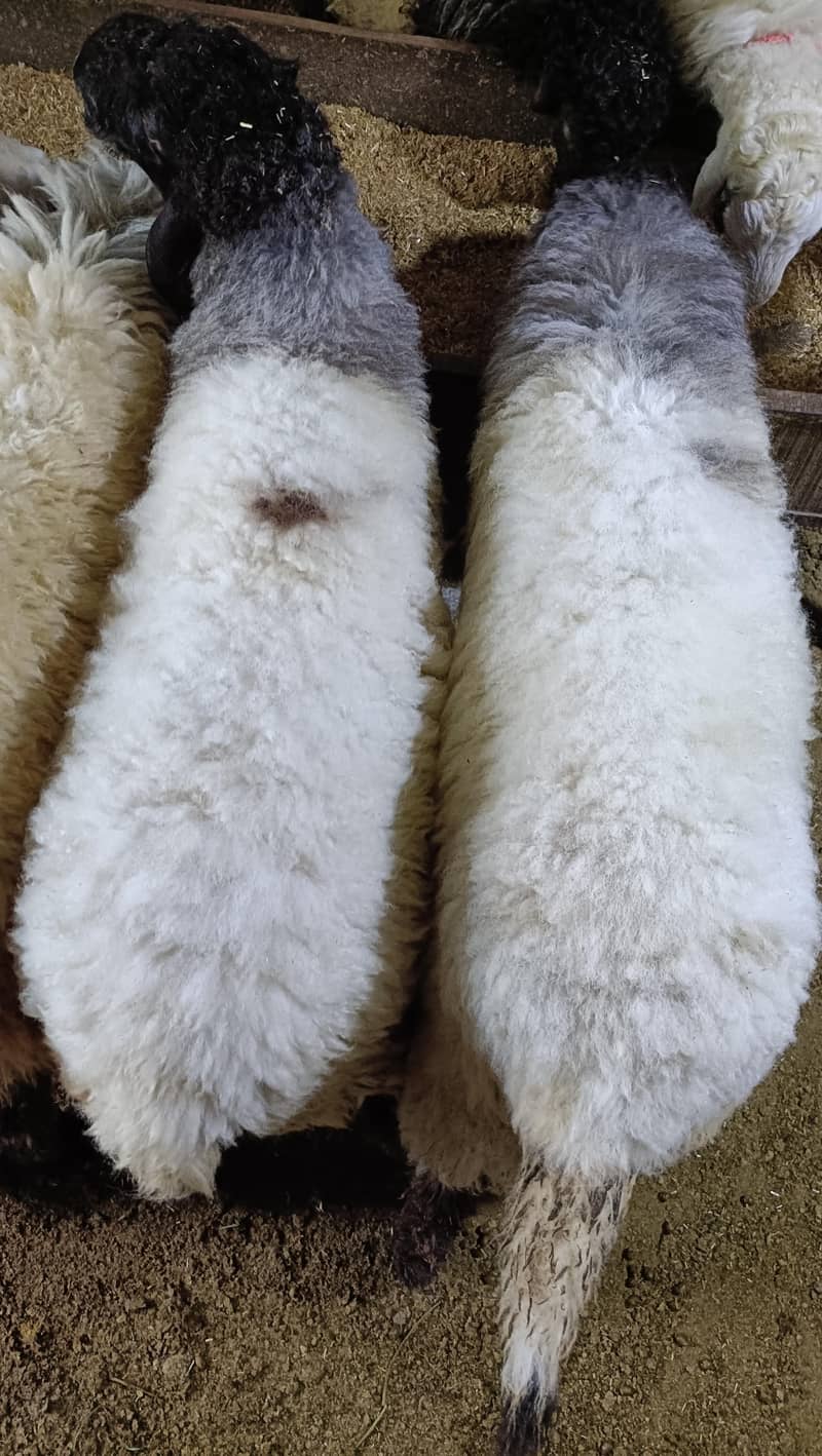bakra 5