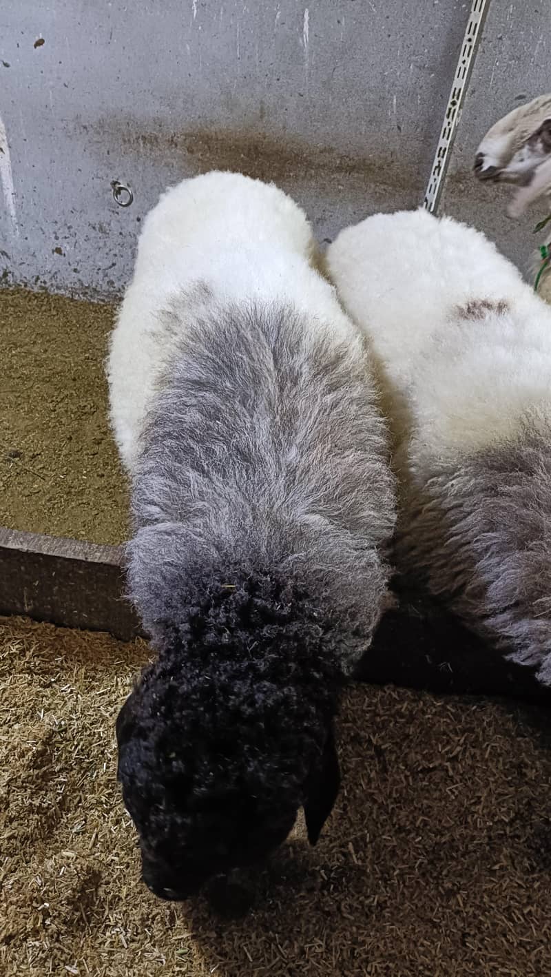 bakra 6