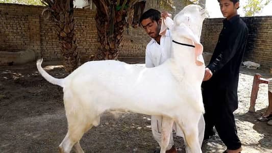 Bakra Urgent For Sale call _03704685463