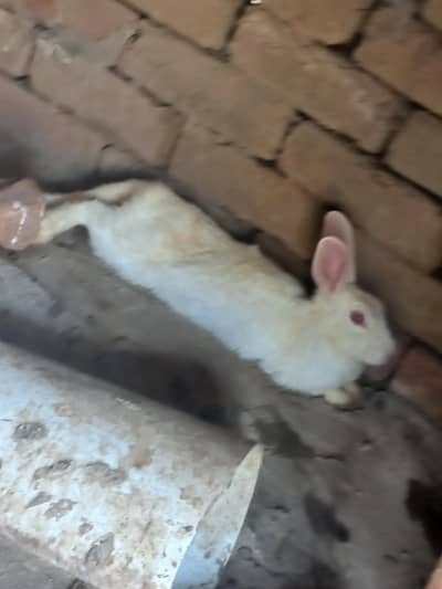 rabbit
