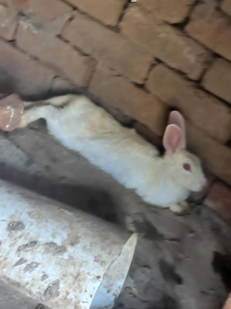 rabbit 0