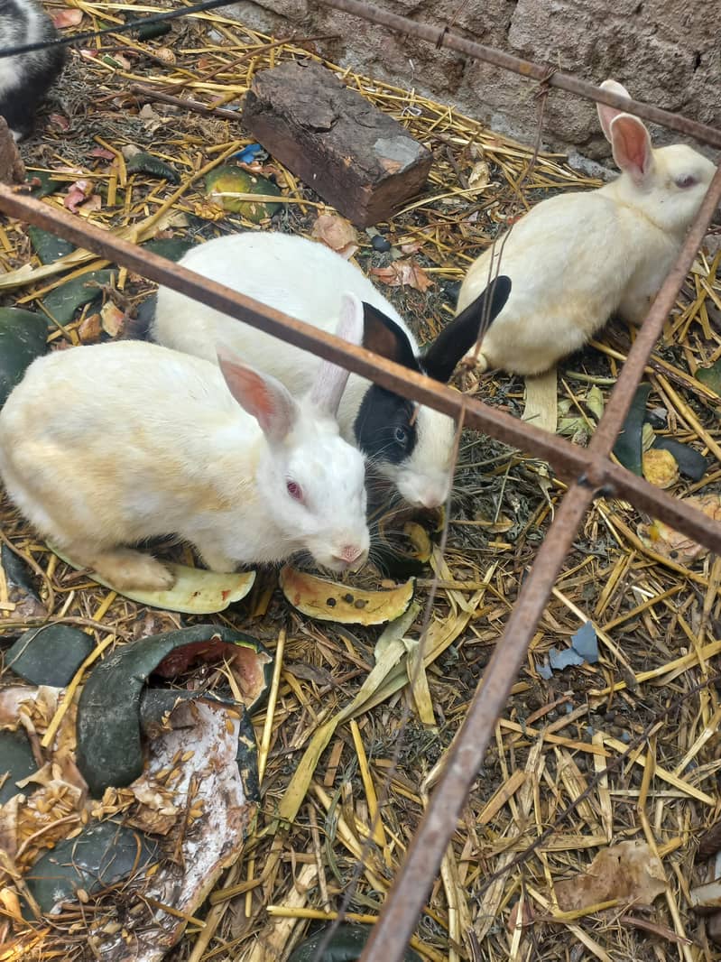 rabbit 1