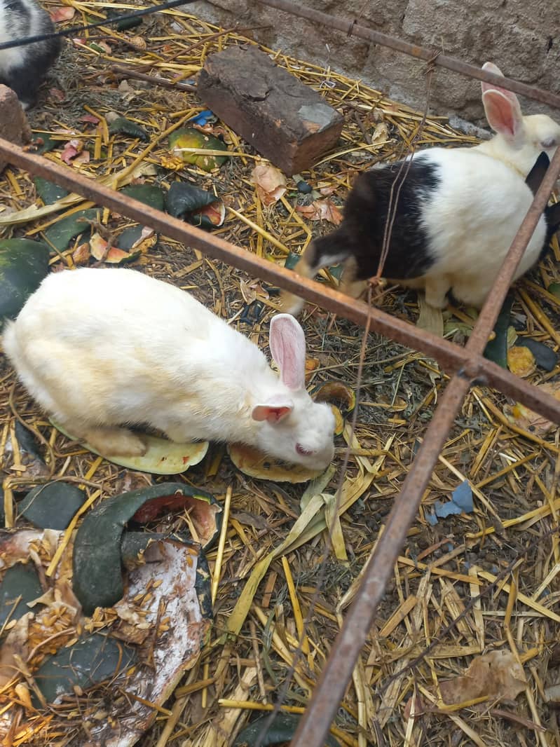 rabbit 2