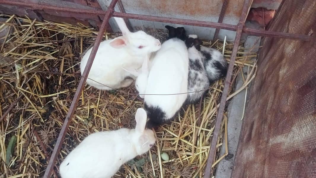 rabbit 4