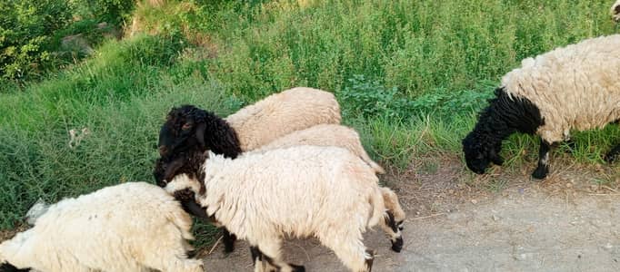 ready for qurbani