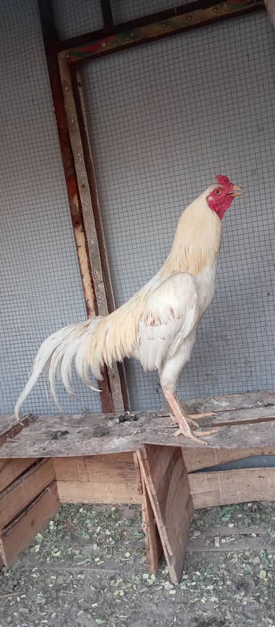 Aseel white shamo