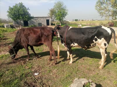 Qurbani bull fo sale
