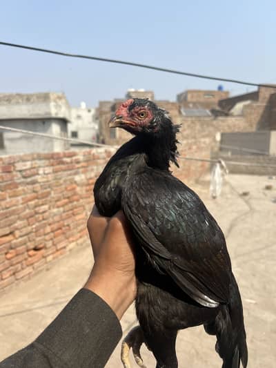 Aseel hen egg lying Andy Bacho Ki gurranty mushki breed