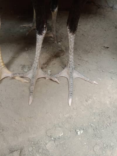 Pakistani aseel patha or pathii