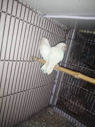 love bird breeder pair