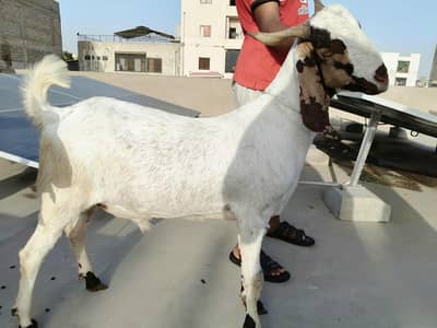Bakra