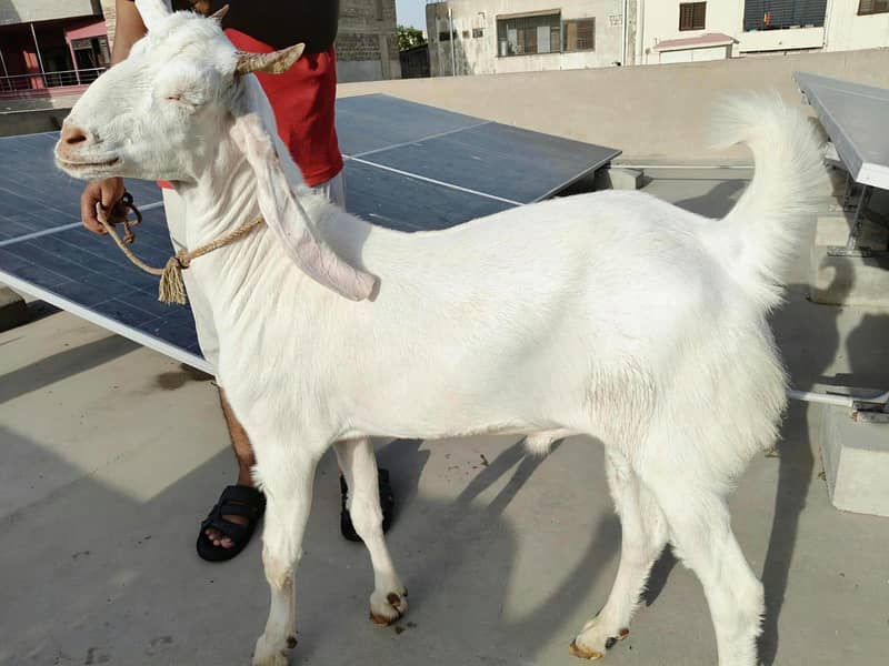 Bakra 2