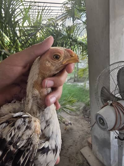 Parrotbeak chicks for sale