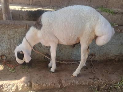 dumba pair chakki wala sheep