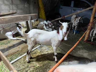 qurbani bakra khasi goat 2 dant 2 teeth