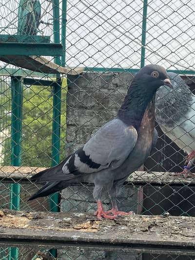 “The Amazing Pigeon  Kabutri Nali for sale