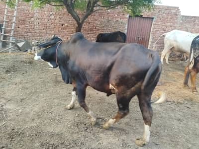 qurbani ka liye wehra